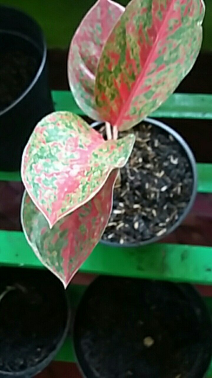 Promo Aglonema Red Stardust Murah  (red Stardust)
