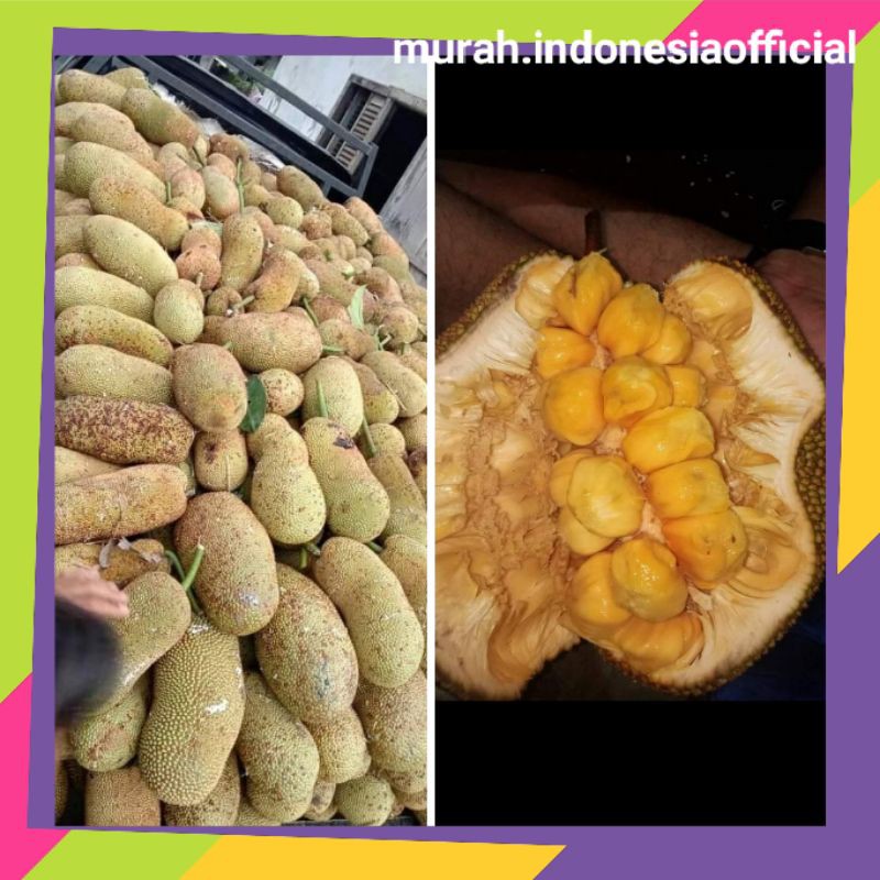 Cempedak Utuh  1 buah manis matang/buah asli super murah/Buah Nangka Cempedak