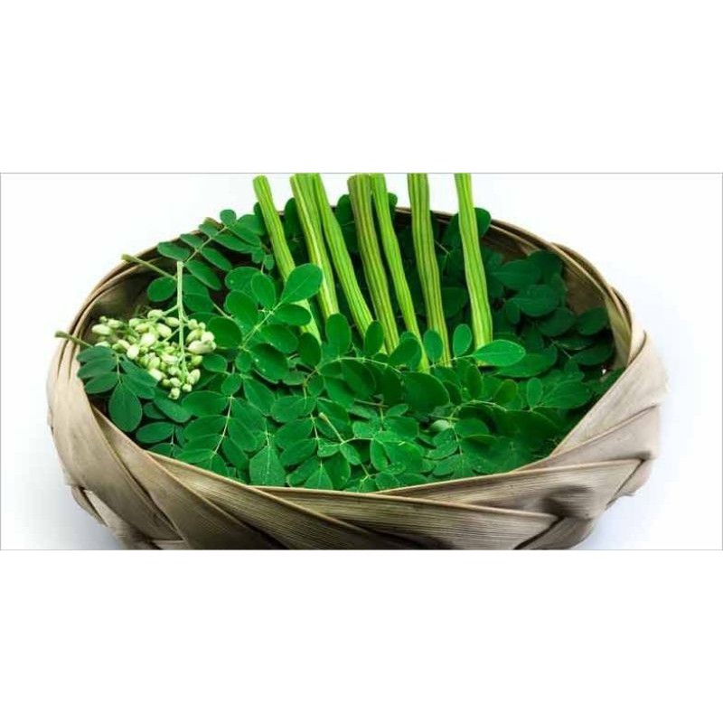 

DAUN KELOR DAUN AJAIB