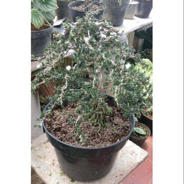 Tanaman Hias Bonsai Seribu Bintang Micro Besar
