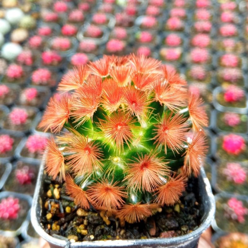 mammillaria carmenae rubrispina