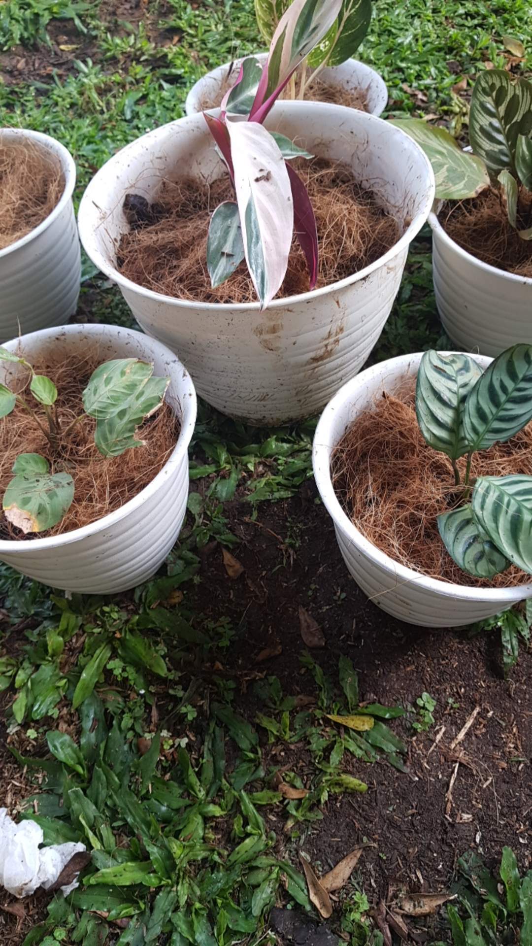 Paket Hemat 3 Tanaman Hias.patu Filum-aglonema Donacarmen-janda Bolong