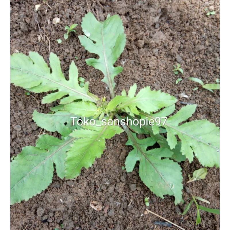 

daun sawi tanah sawi liar atau sawi hutan 500gr