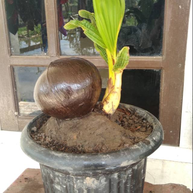 Bongsai kelapa (BONKLA)