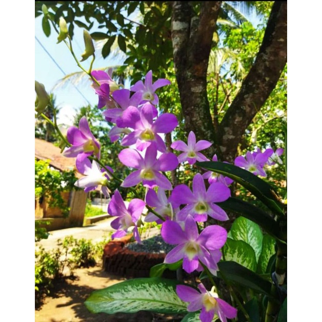 Anggrek Dendrobium arindang