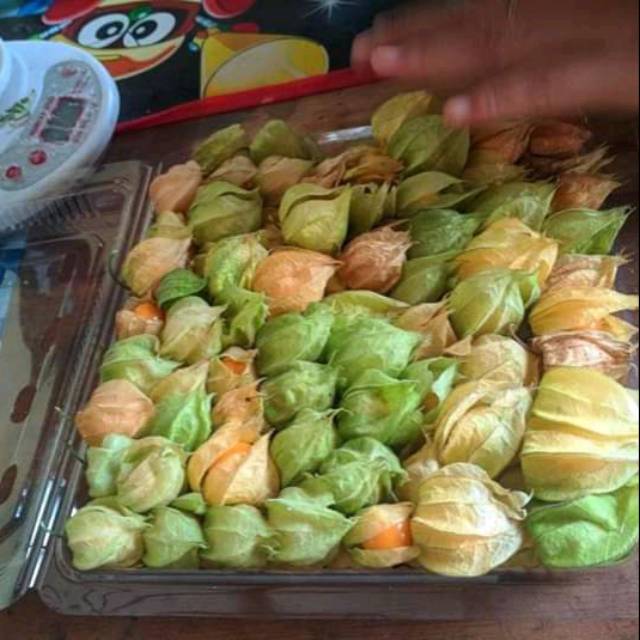 

Buah ciplukan segar organik 500gram