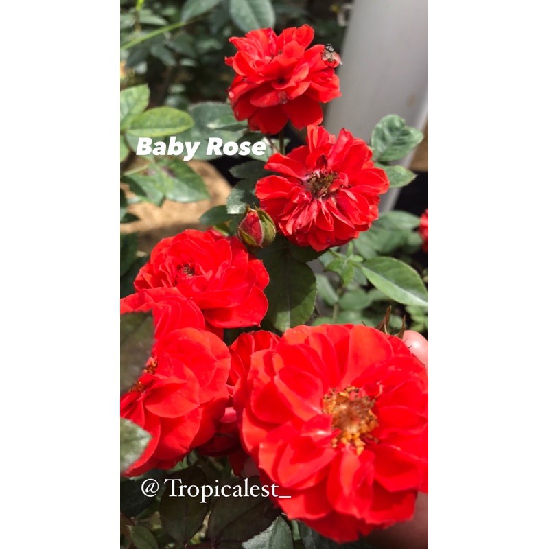 Mawar Baby Rose Merah