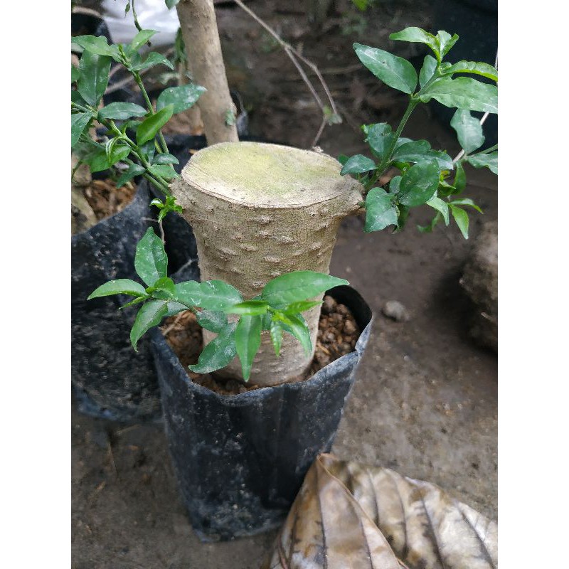 bahan Bonsai Anting Putri bahan stek an