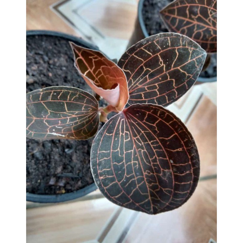 TANAMAN ANGGREK PERMATA