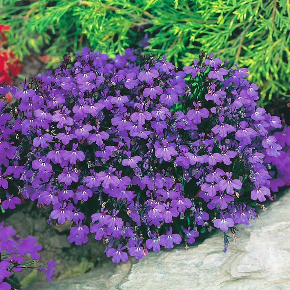 Benih Bibit Biji - Bunga Lobellia Crystal Palace Flower Seeds - IMPORT