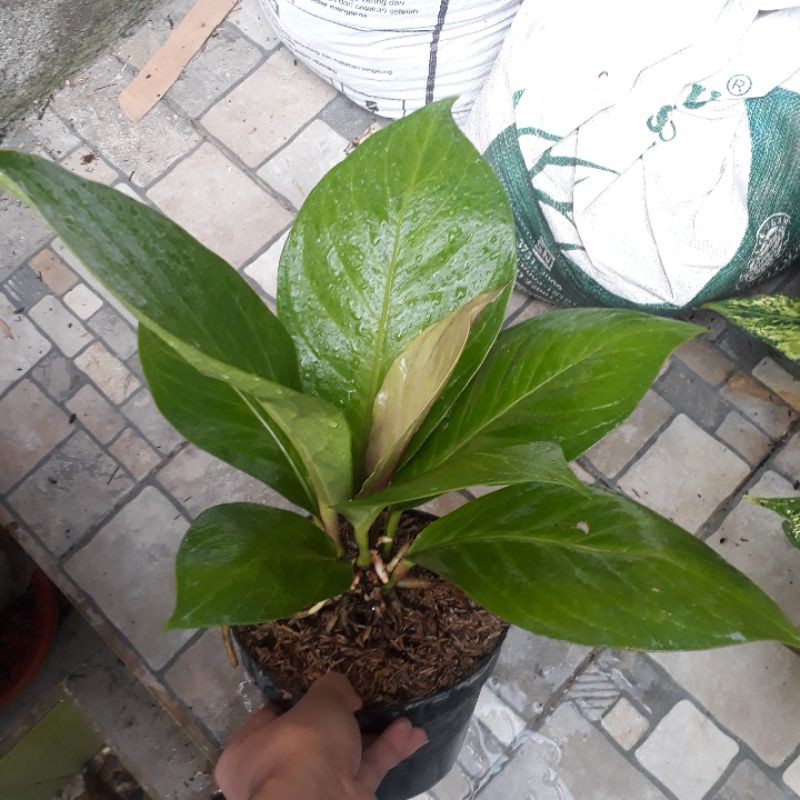 Jemani Cobra Katalog