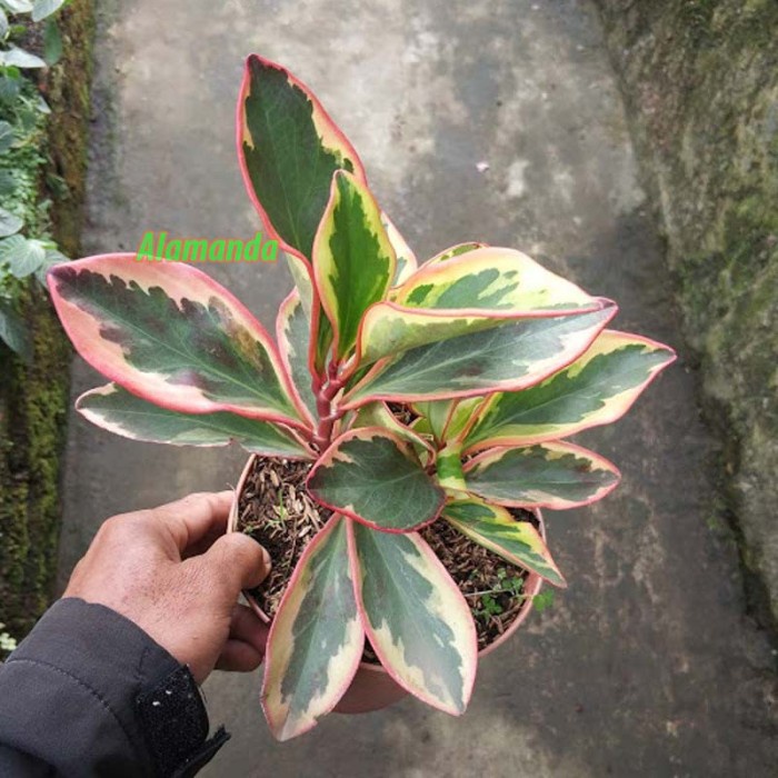 Tanaman Hias Daun begonia mangkok merah