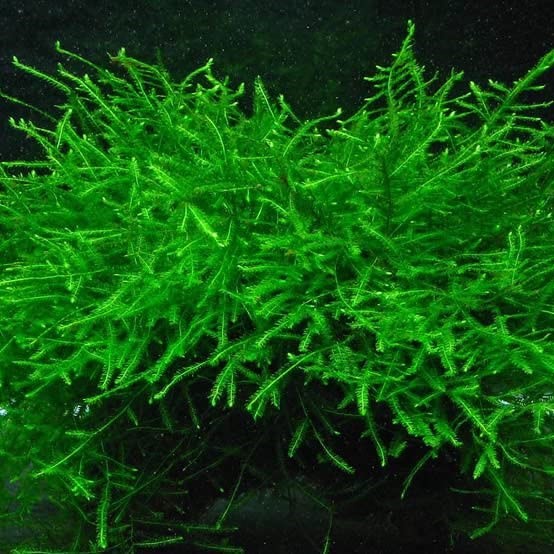 Java Moss Bahan Tanaman Aquascape Low CO2
