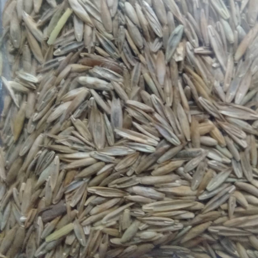 BIBIT BIG FESCUE 8GR TANAMAN AQUASCAPE BIBIT CARPET SEED