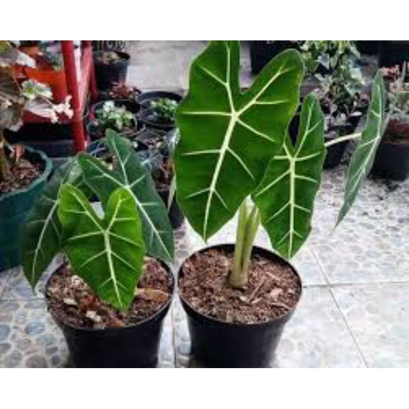 TANAMAN KELADI NEON-KELADI NEON