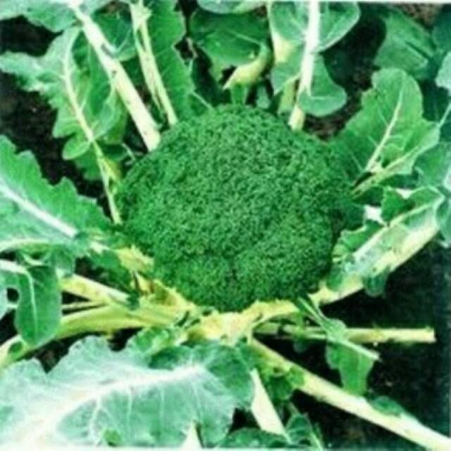 Cuci Gudang (isi 10 Biji) Benih Brokoli 1mDzqSKkjYA