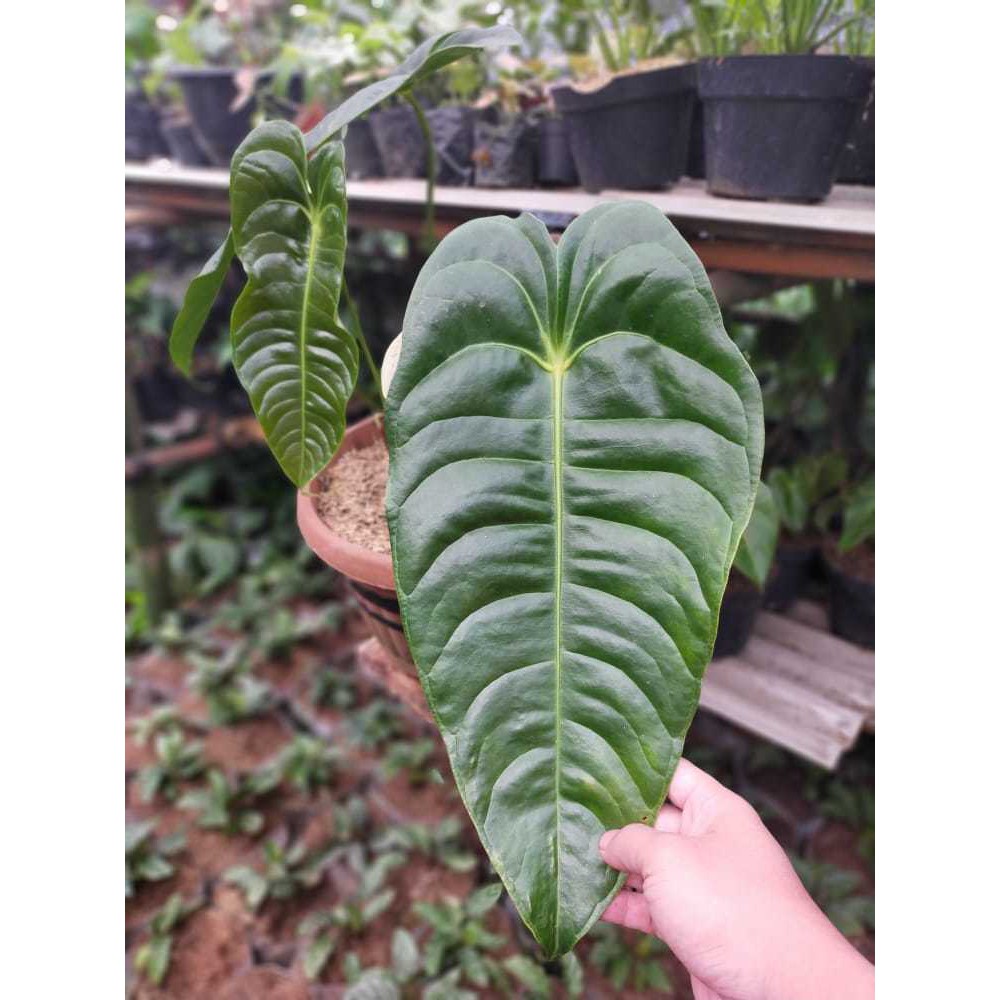 Tanaman hias anthurium veitchii hybrid f1