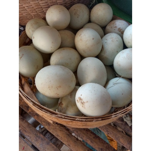 

telur bebek fresh baru diambil