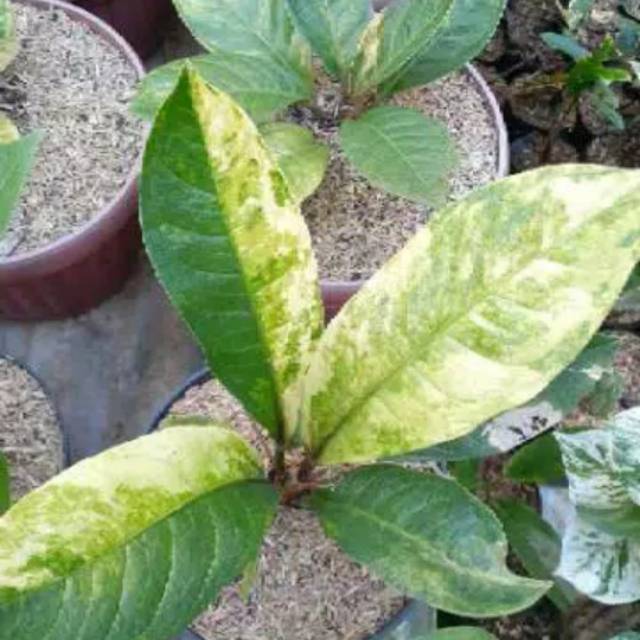 Tanaman Hias Anthurium Jemani Varigata / Jemani Cobra Variegata