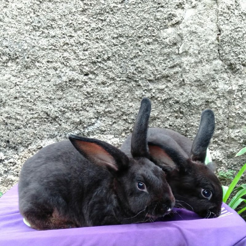 Kelinci rex bulu karpet anakan (1)