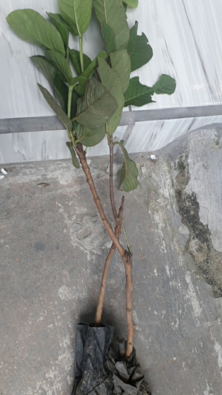 Bibit Jambu Kristal Siap Berbuah Dan Murah Banget