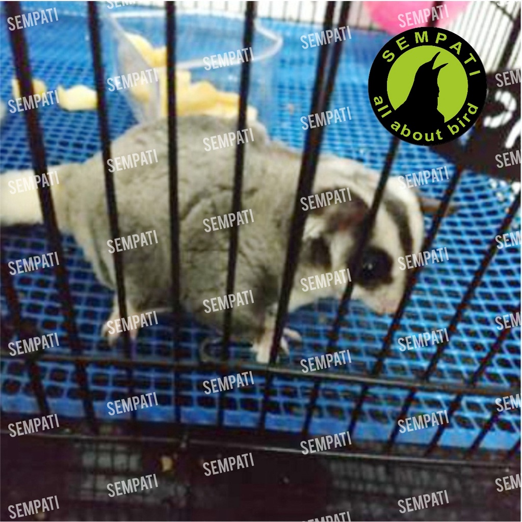 ALAS KANDANG KARPET SANGKAR UMBARAN BURUNG PIYIK PLASTIK HDPE 60X40CM ALAS KANDANG KUCING ANJING JRS-2