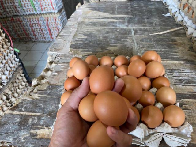 Telur Ayam 1 kg  Negeri Padang Segar Grosir / telor fresh termurah