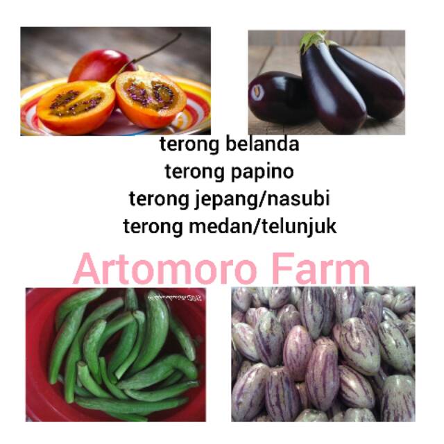 

TerongPapino, medan, Jepang(nasubi), belanda