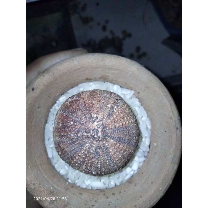 mustika awer2 asli alam