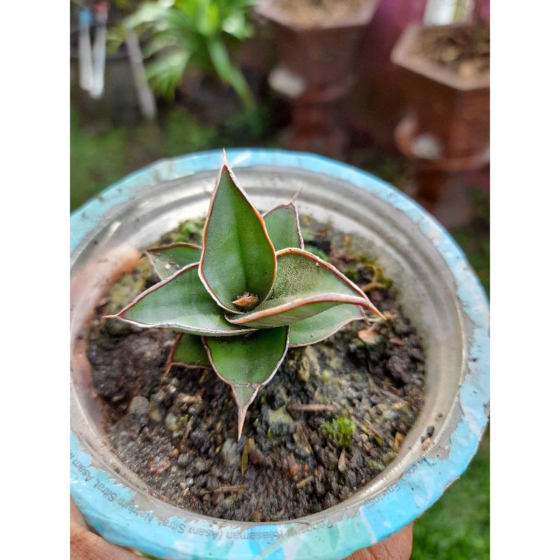 sansevieria pinguicula