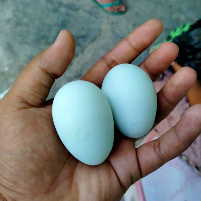 Telur Ayam Birma Asli