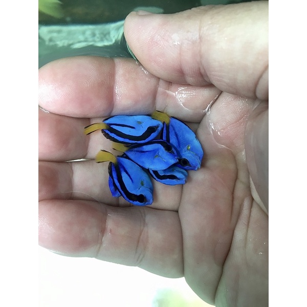 ikan hias laut lettersix / dori / dory size Tiny dan S