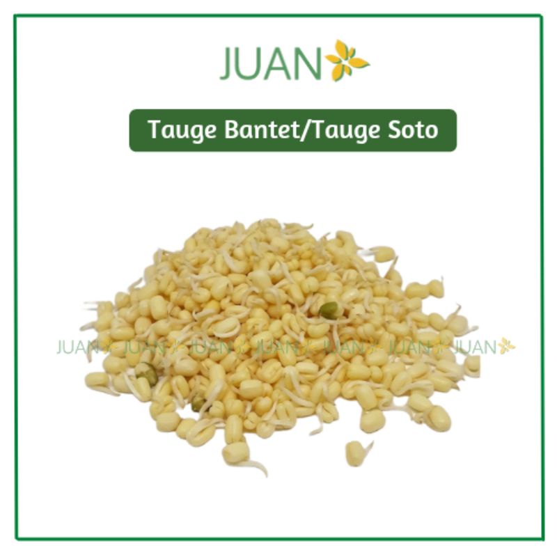 

Toge/Tauge Bantet 500gr - Juan Freshmart