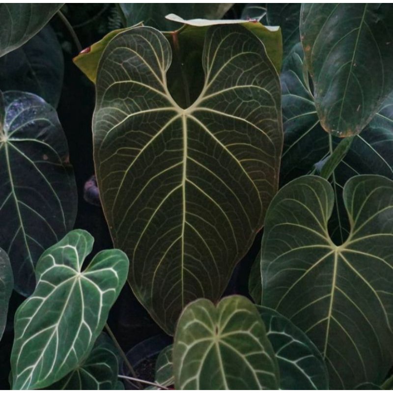 anthurium marmoratum (metalicum x regale) #rare #rareplants #anthuriumregale #regale #metalicum
