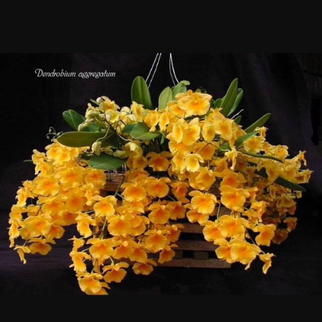 Dewasa - Dendrobium Agregatum