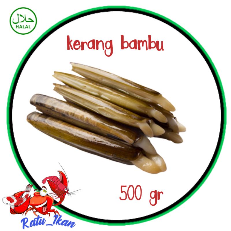 

kerang bambu [500gram] ratu ikan