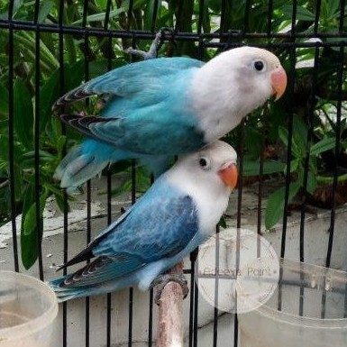 Lovebird Biola Blue Adeeva point Sepasang Paud