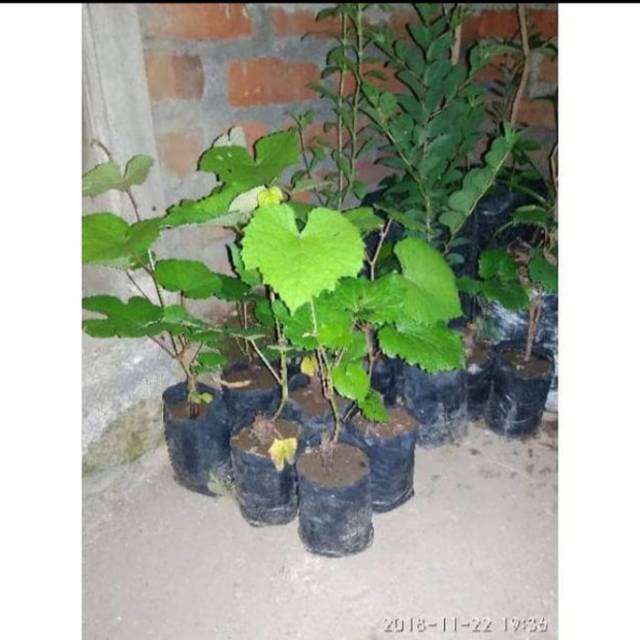 Discoun 1 paket 6 pcs anggur hitam dan meraj