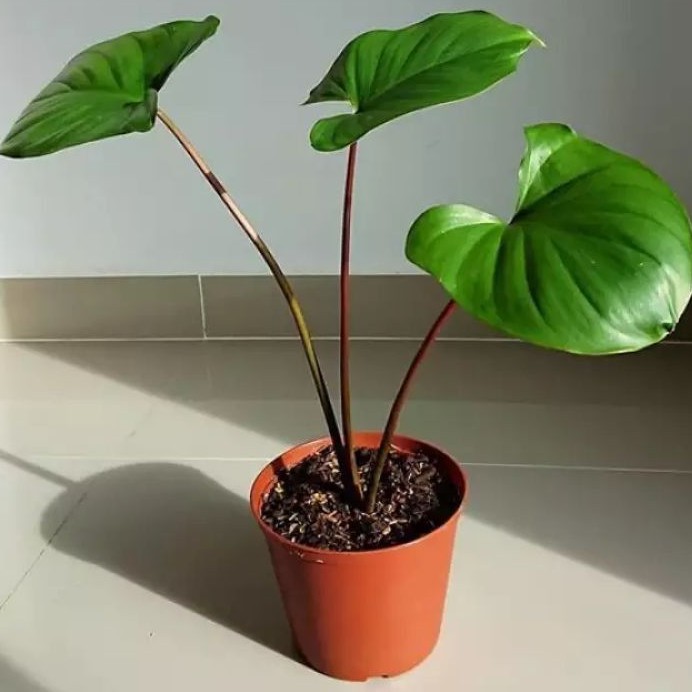 TANAMAN HOMALOMENA MERAH