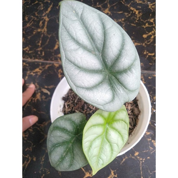 alocasia dragon silver remaja 3 daun