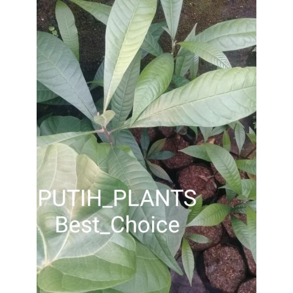 bibit Mamey sapote/sawo raksasa 10 bibit