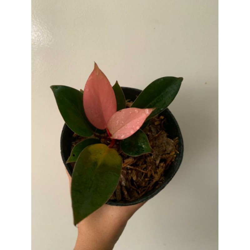 philodendron pink congo/philo pink congo