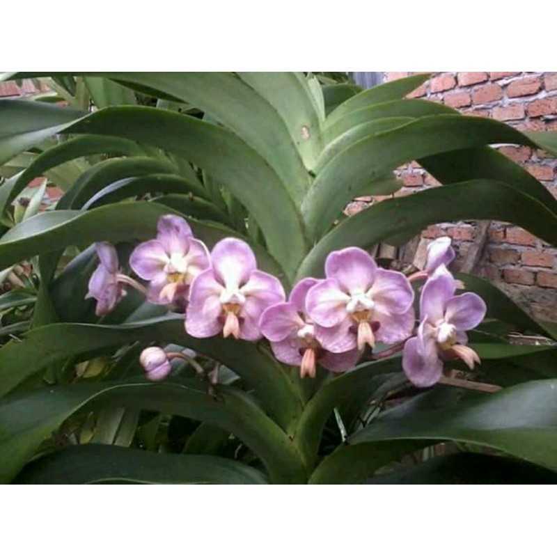 anakan anggrek vanda foetida