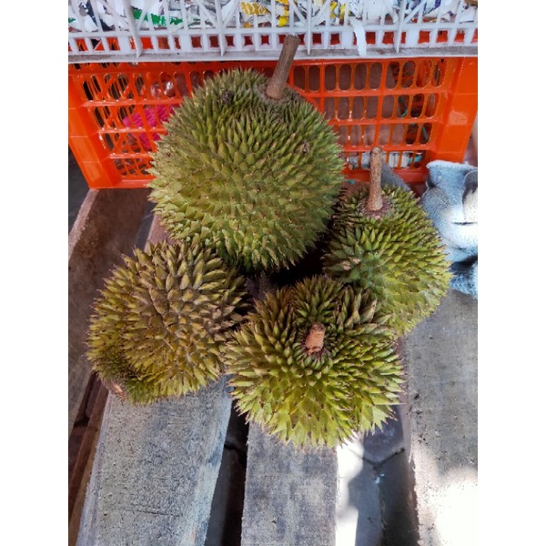 

Durian paket hemat