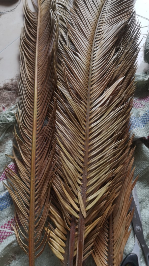 Daun Kering#sikas#mawar Jambe Original