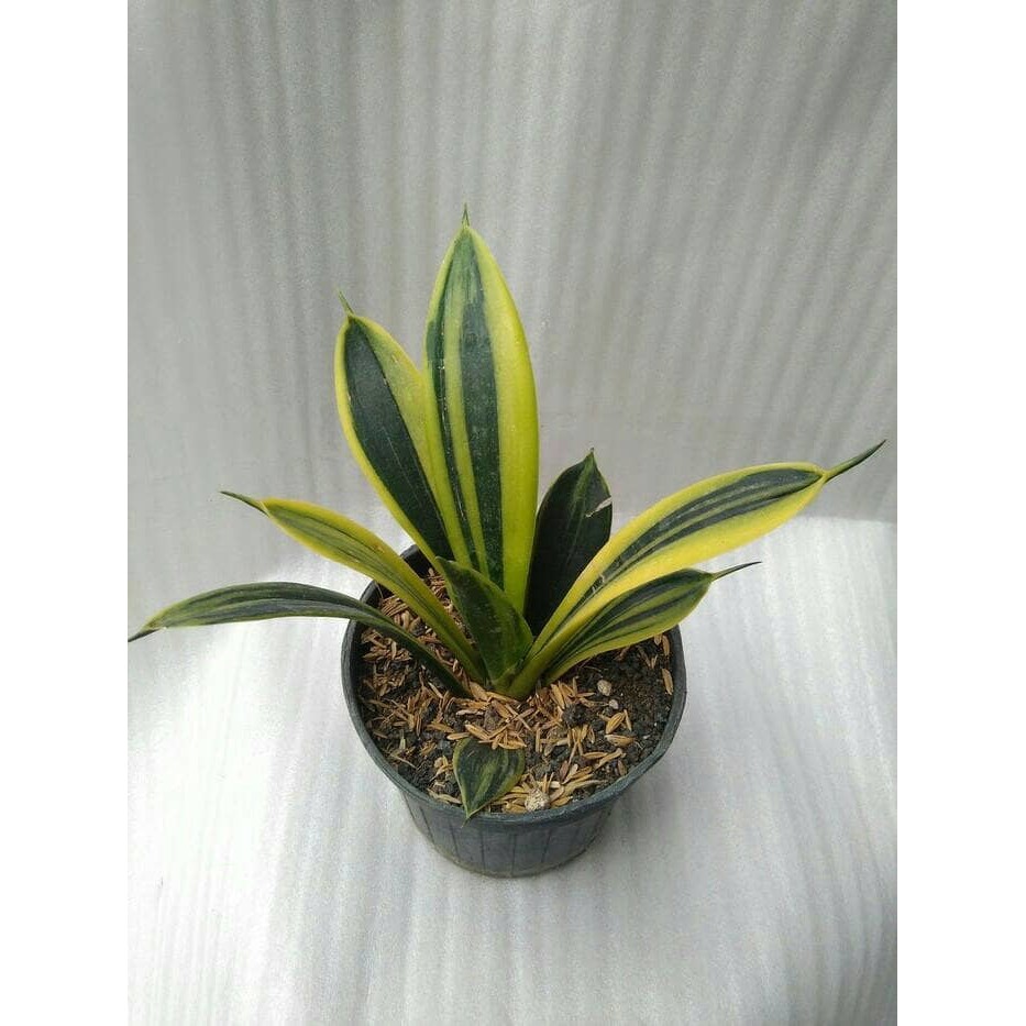 sansevieria gold flame