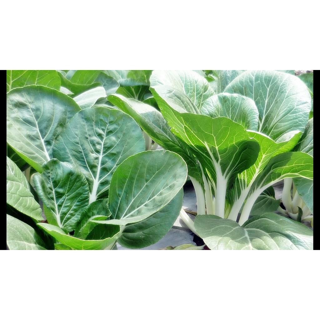 Benih bibit sawi putih DAKOTA - Panah Merah