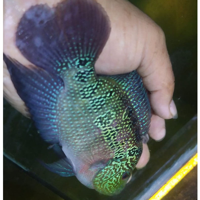 ikan louhan burayak SRD