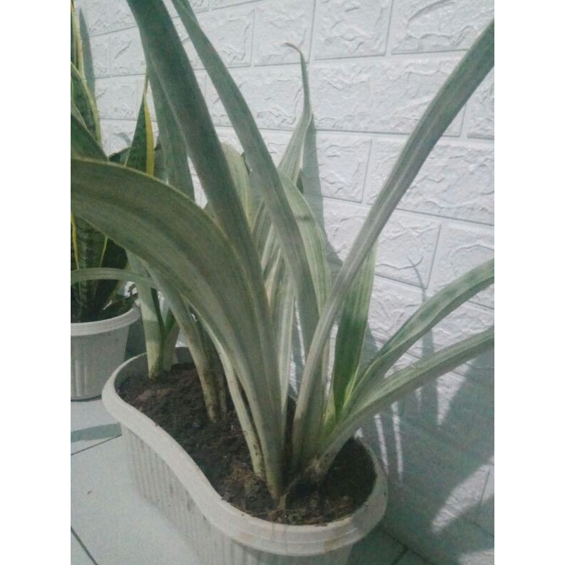 LIDAH MERTUA - LIDAH MERTUA SALJU - SENSIEVERA MANOLINE - SANSIEVIERA min 40 CM LIDAH MERTUA SILVER