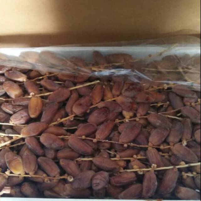 

Kurma tunisia